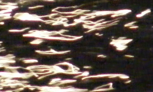 <span class="entry-title-primary">a városi kirakattakarítók dala</span> <span class="entry-subtitle">Jozefina Dautbegović Krajinović verse</span>