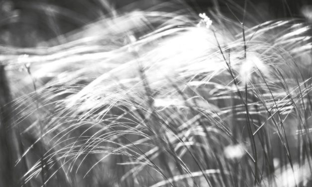 <span class="entry-title-primary">a volt a ma</span> <span class="entry-subtitle">Bartha György verse</span>