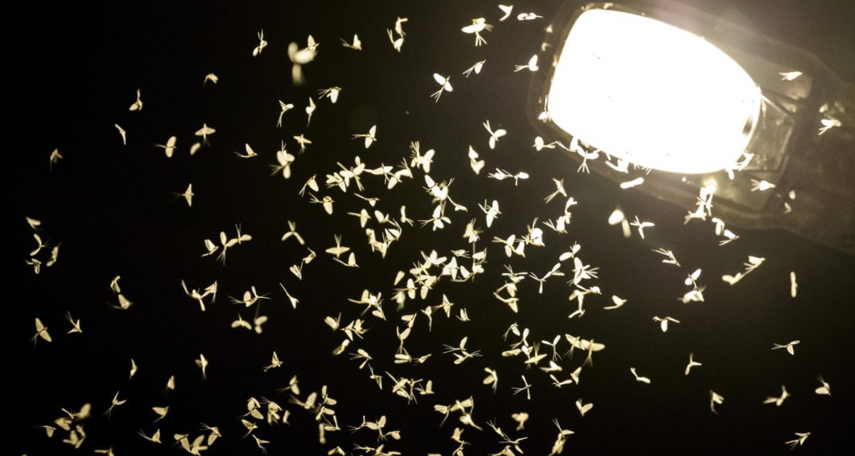 Egyre nagyobb a fényszennyezés