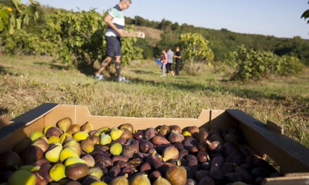 Ezek a legfizetettebb idénymunkák Szerbiában