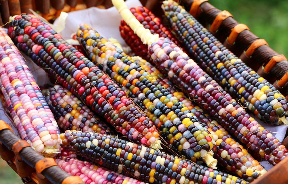Itt a nem génmanipulált, színes kukorica!