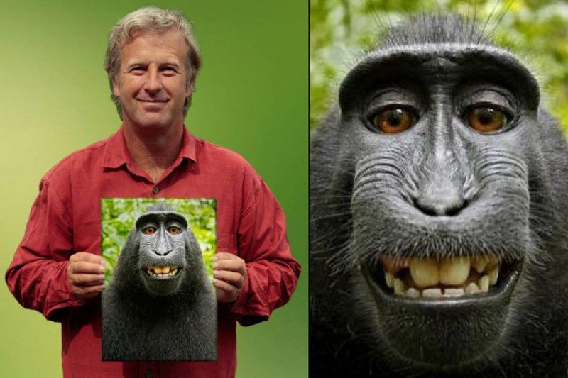 Majmot nem illet a szerzői jog