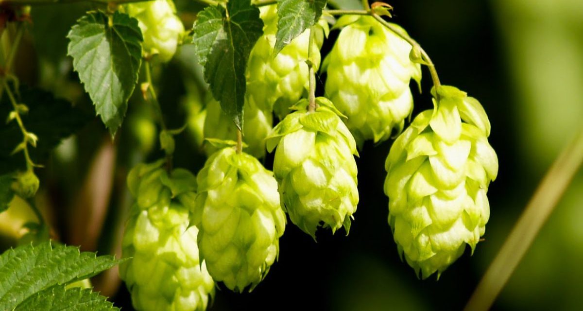 A sört szeretjük, a komlót viszont nem termesztjük