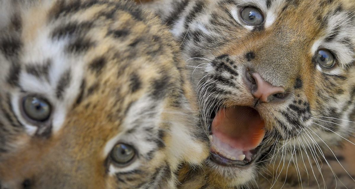 Másfél hónapos tigriskölykök