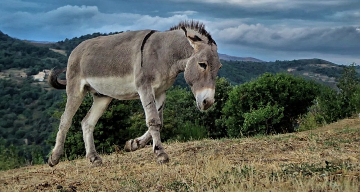 <span class="entry-title-primary">Simon szamara és az alma</span> <span class="entry-subtitle">Avagy: hol a világ közepe</span>