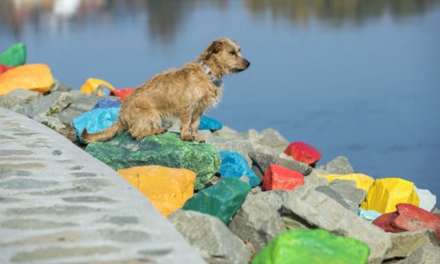 Színes kövek a vízparton…
