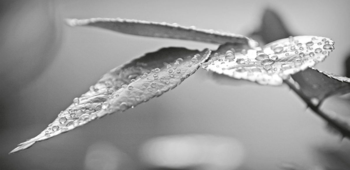 <span class="entry-title-primary">Játék-szabály</span> <span class="entry-subtitle">Fodor Ákos verse</span>