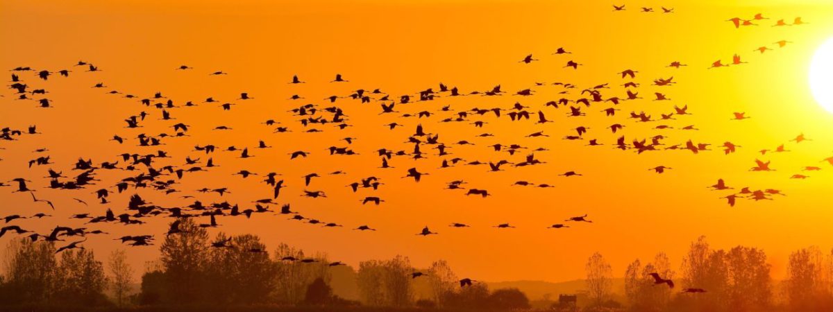 Szürke darvak az égen…