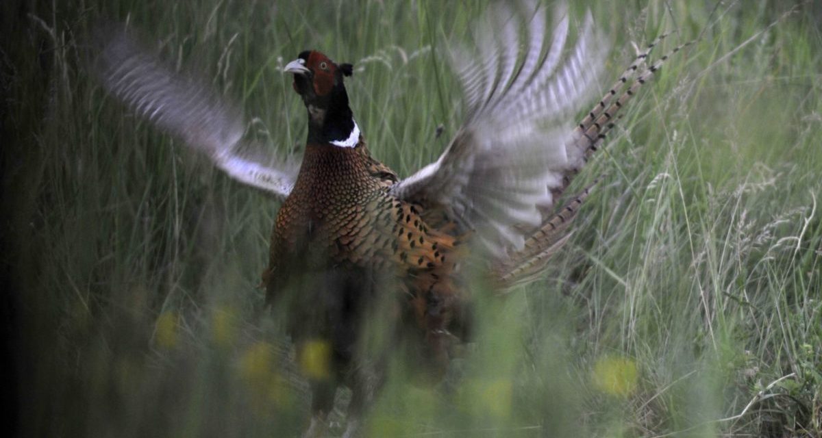 A pomázi fácánkakas meglesése