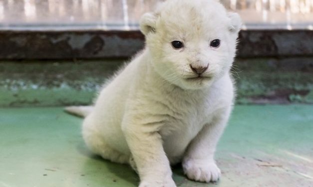 Ezekre a nevekre szavazhat, ha nevet adna a palicsi kisoroszlánnak