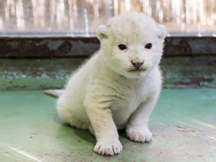 Igazi cukiságbomba a Szegedi Vadasparkban