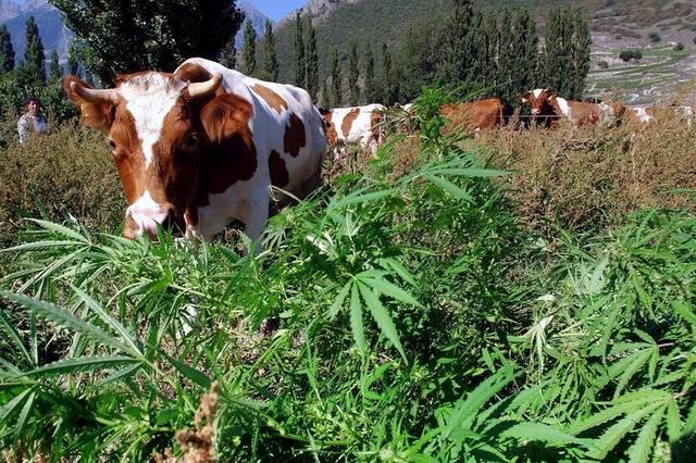 Albánia segítséget kért a bűnbandák ellen