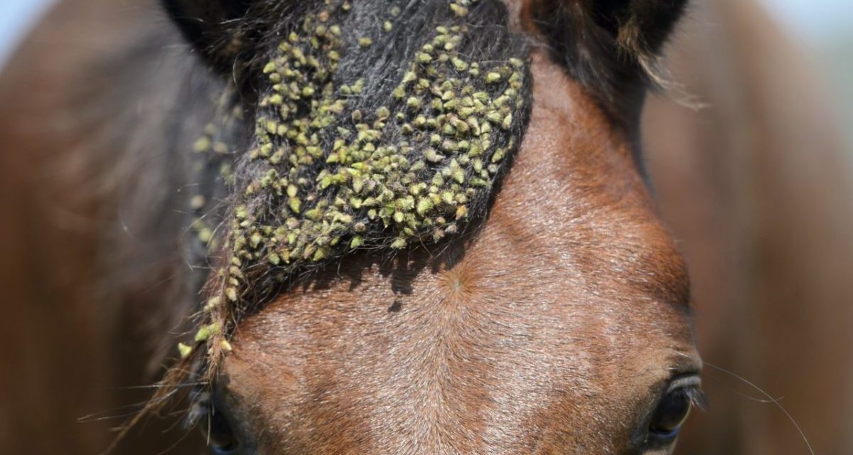 A hucul ménes csodálatos világa