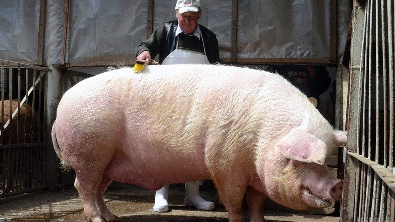 Hurka- és kolbászfesztivál Adorjánon