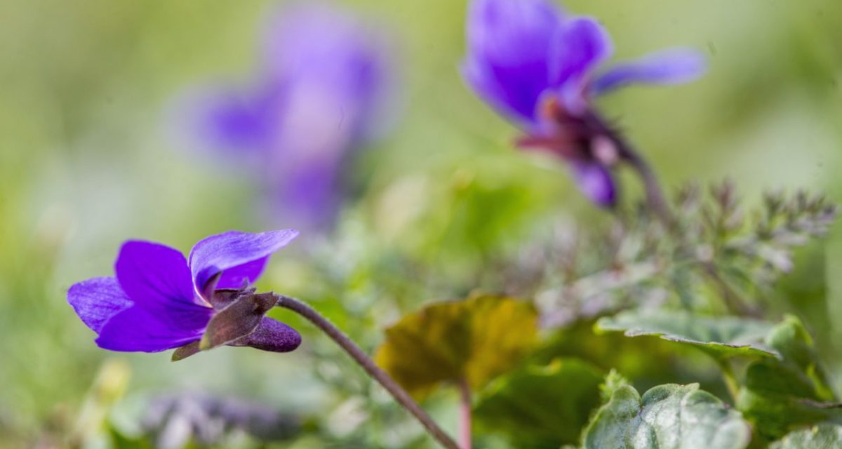 Ibolyavirágzás idején