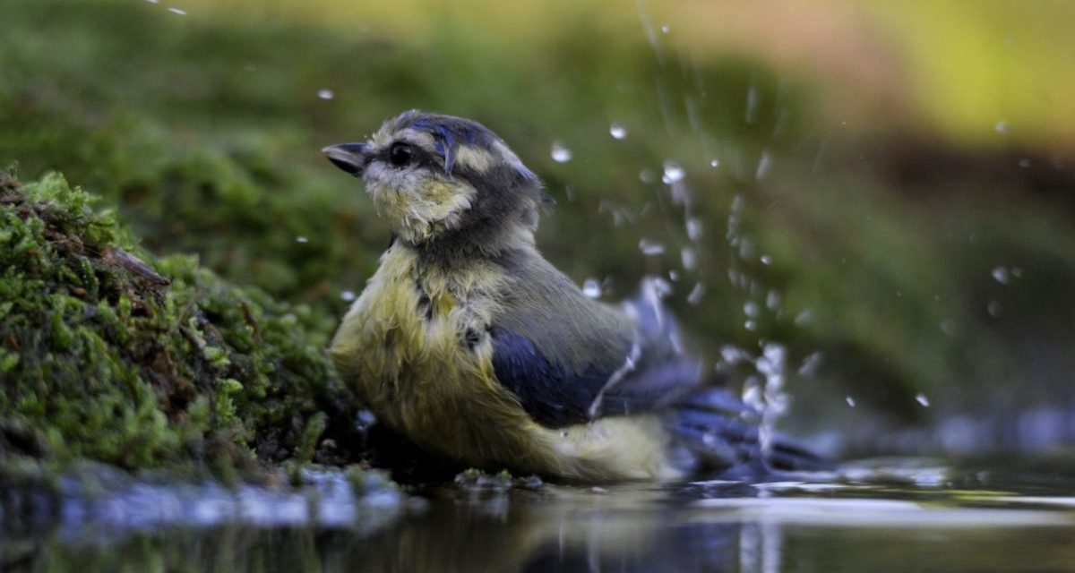 A Cyanistes caeruleus eljövetele