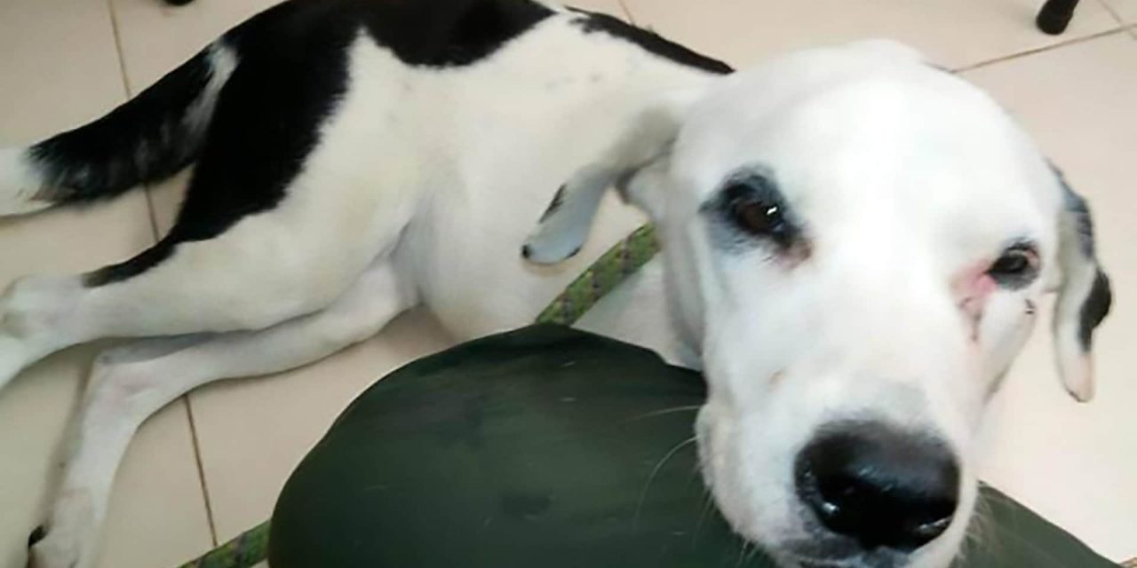 Belehalt a bánatba a világ leghűségesebb kutyája