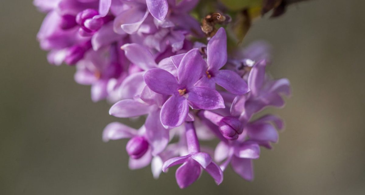 Októberi orgonavirágzás