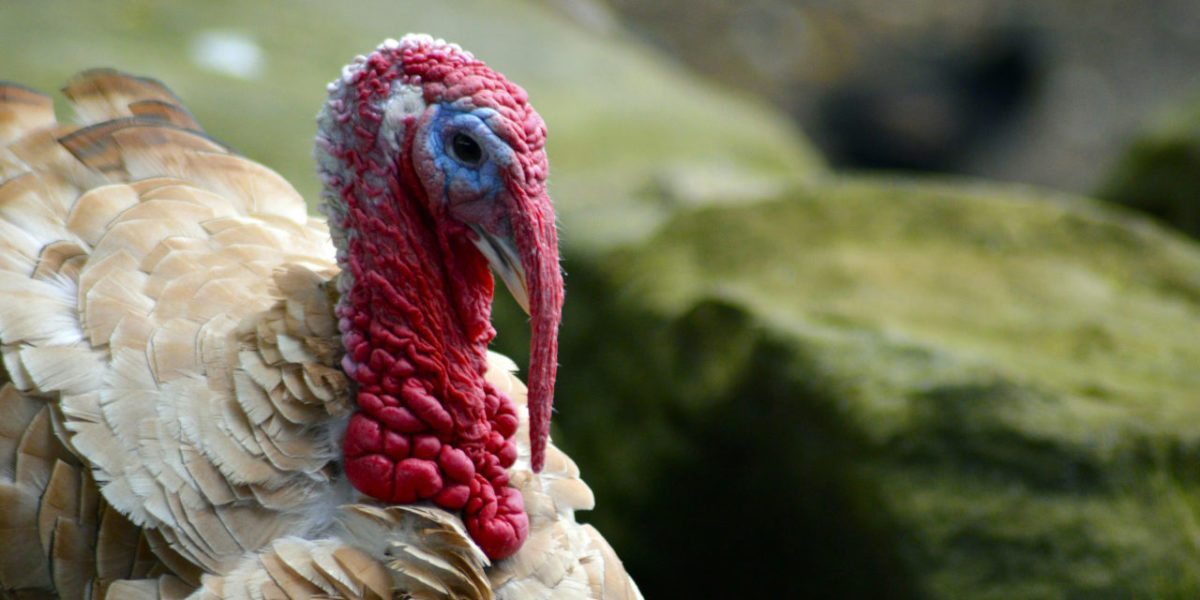 Sületlen pulykasors