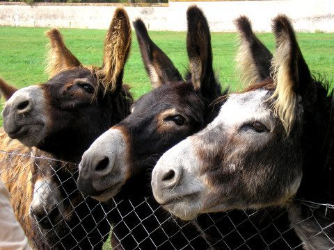 Szamarak kerültek rácsok mögé Indiában