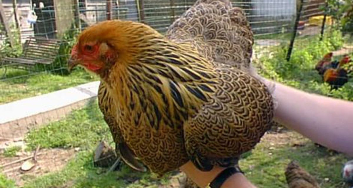 <span class="entry-title-primary">te</span> <span class="entry-subtitle">Király Ernő verse</span>