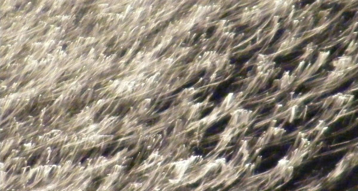 <span class="entry-title-primary">pitypang</span> <span class="entry-subtitle">Vasko Popa verse</span>