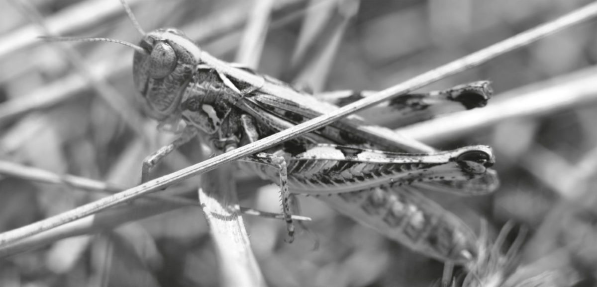 <span class="entry-title-primary">Az őszi tücsökhöz</span> <span class="entry-subtitle">Babits Mihály verse</span>