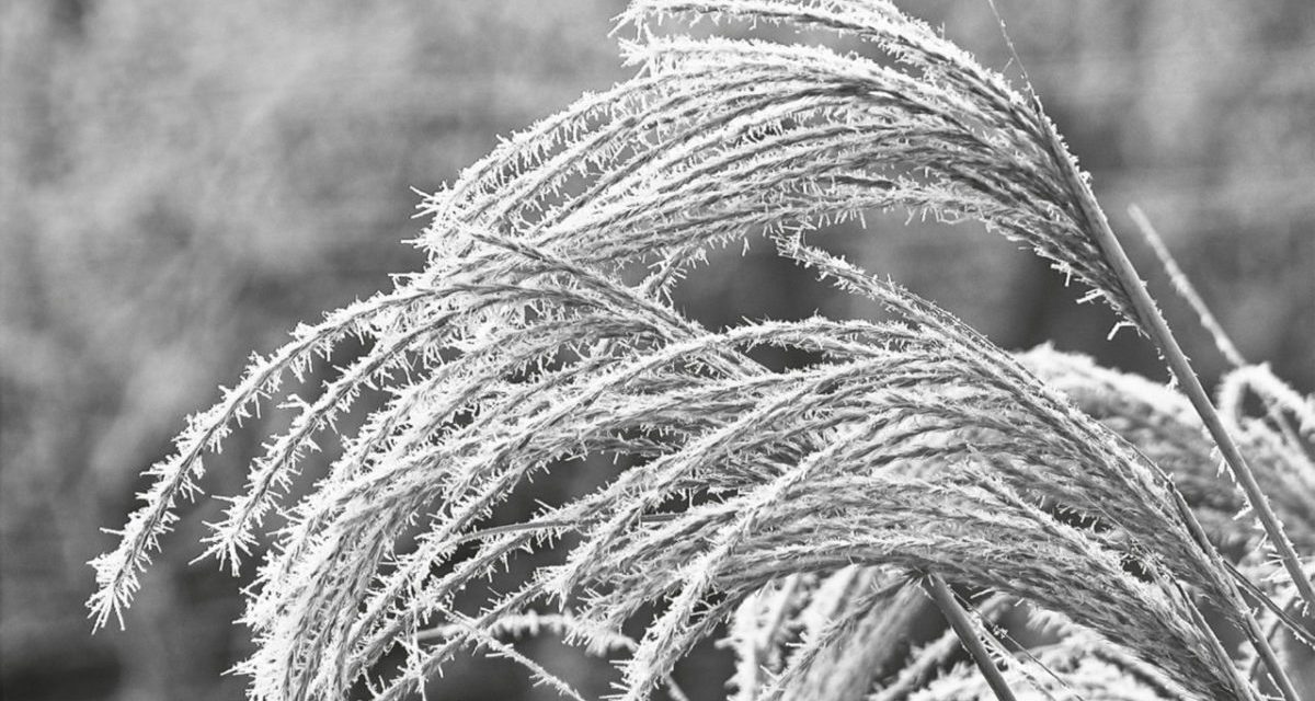 <span class="entry-title-primary">Ezek ugyanazok</span> <span class="entry-subtitle"> Bródy János verse</span>