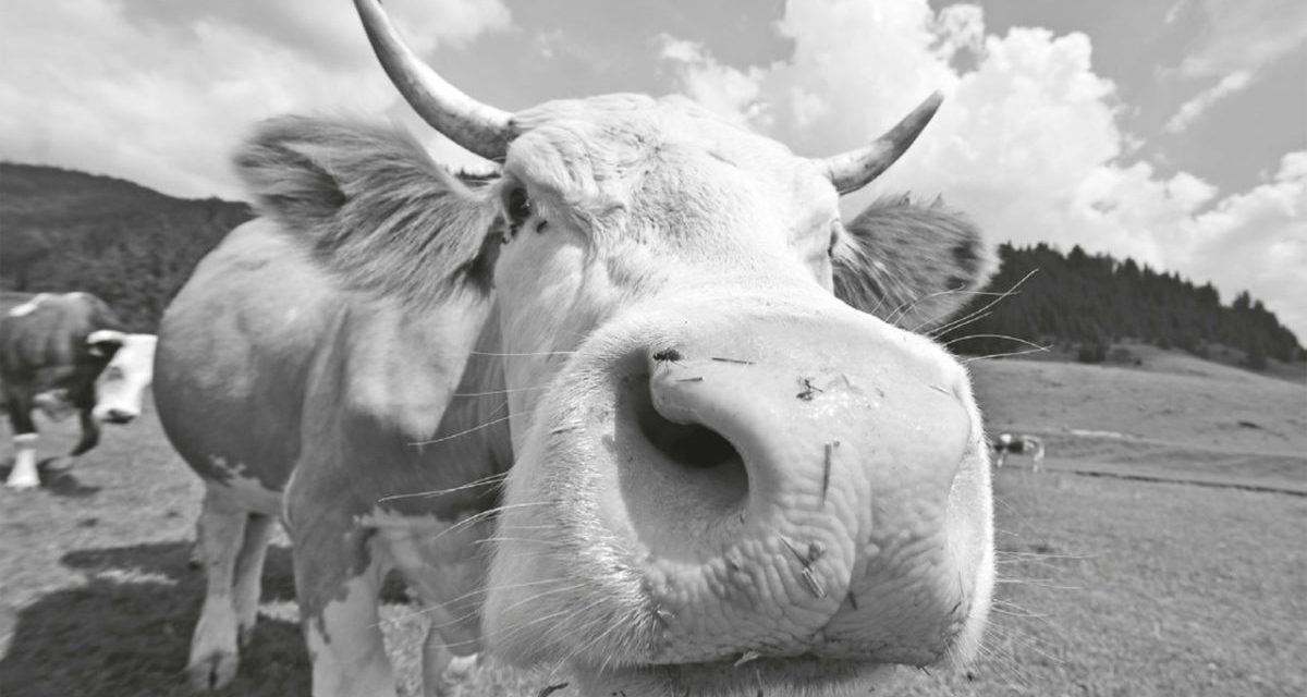 <span class="entry-title-primary">Futó szobor</span> <span class="entry-subtitle">Illyés Gyula verse</span>