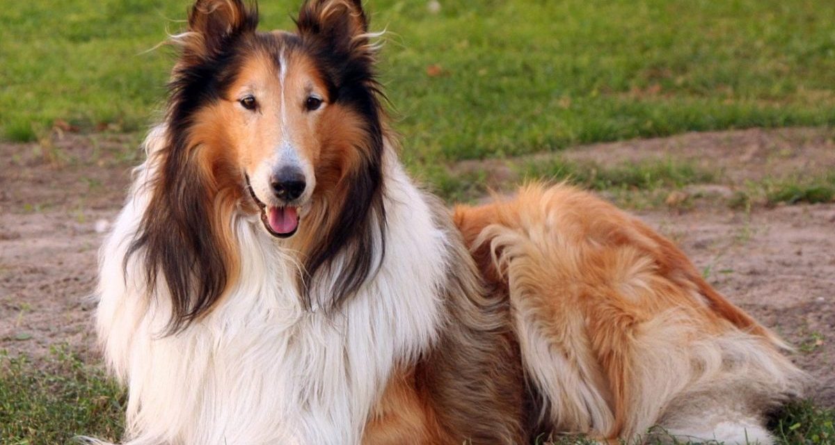 Ittas „vadászok” lelőttek egy kutyát Szabadkán