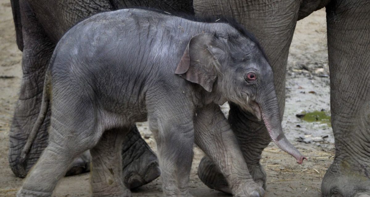 Állatkerti népszaporulat