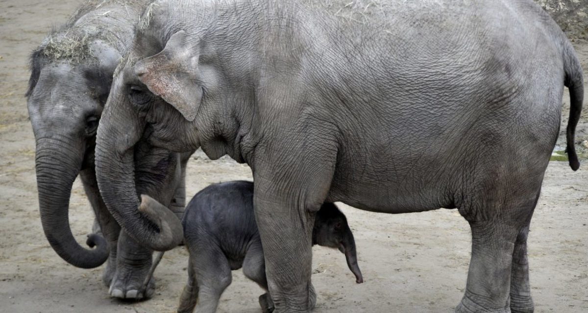 <span class="entry-title-primary">Cirkuszból szökött elefántot láttak Olaszországban (videó)</span> <span class="entry-subtitle">Az út mentén bandukolt egy szupermarket felé</span>