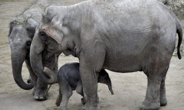 <span class="entry-title-primary">Cirkuszból szökött elefántot láttak Olaszországban (videó)</span> <span class="entry-subtitle">Az út mentén bandukolt egy szupermarket felé</span>