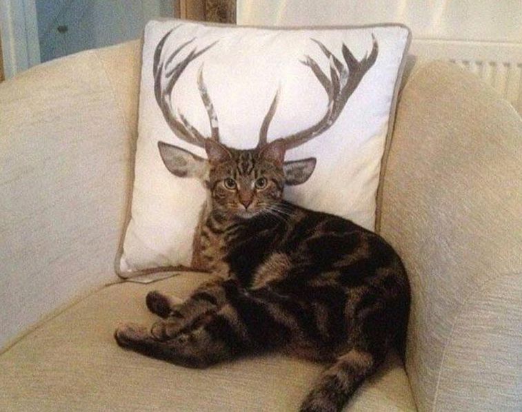 <span class="entry-title-primary">Macskaharapást szőrével?</span> <span class="entry-subtitle">Már ezért is kérhetünk kártérítést</span>