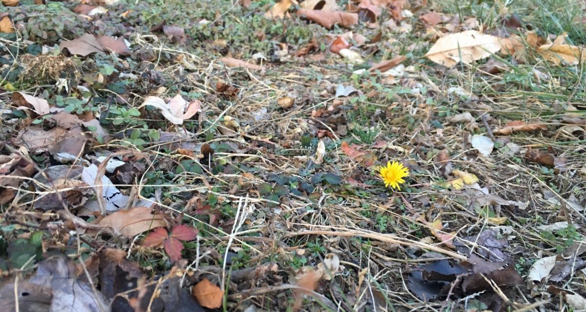 Karácsonyi pitypang