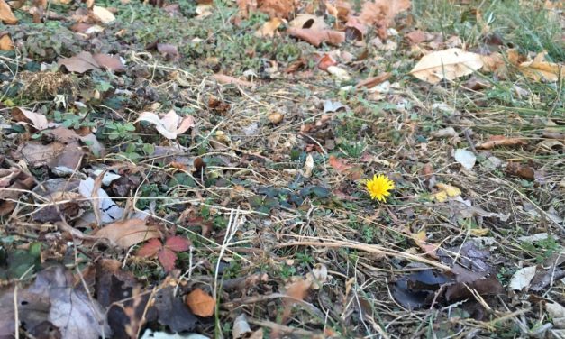 Karácsonyi pitypang