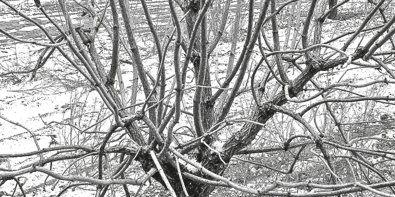 <span class="entry-title-primary">Tél</span> <span class="entry-subtitle">Radnóti Miklós verse</span>