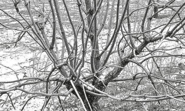 <span class="entry-title-primary">Tél</span> <span class="entry-subtitle">Radnóti Miklós verse</span>