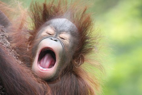 <span class="entry-title-primary">Ásítások ásítása</span> <span class="entry-subtitle">Vasko Popa verse</span>