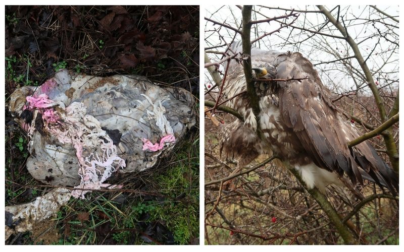 <span class="entry-title-primary">Szisztematikus mérgezés Apatin közelében</span> <span class="entry-subtitle">Egy parlagi sas halálesete derített fényt egy óriási mérgezési hullámra</span>