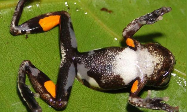 <span class="entry-title-primary">A béka esete a mechanikus naranccsal</span> <span class="entry-subtitle">Stanley Kubrickról neveztek el egy újonnan felfedezett békát</span>