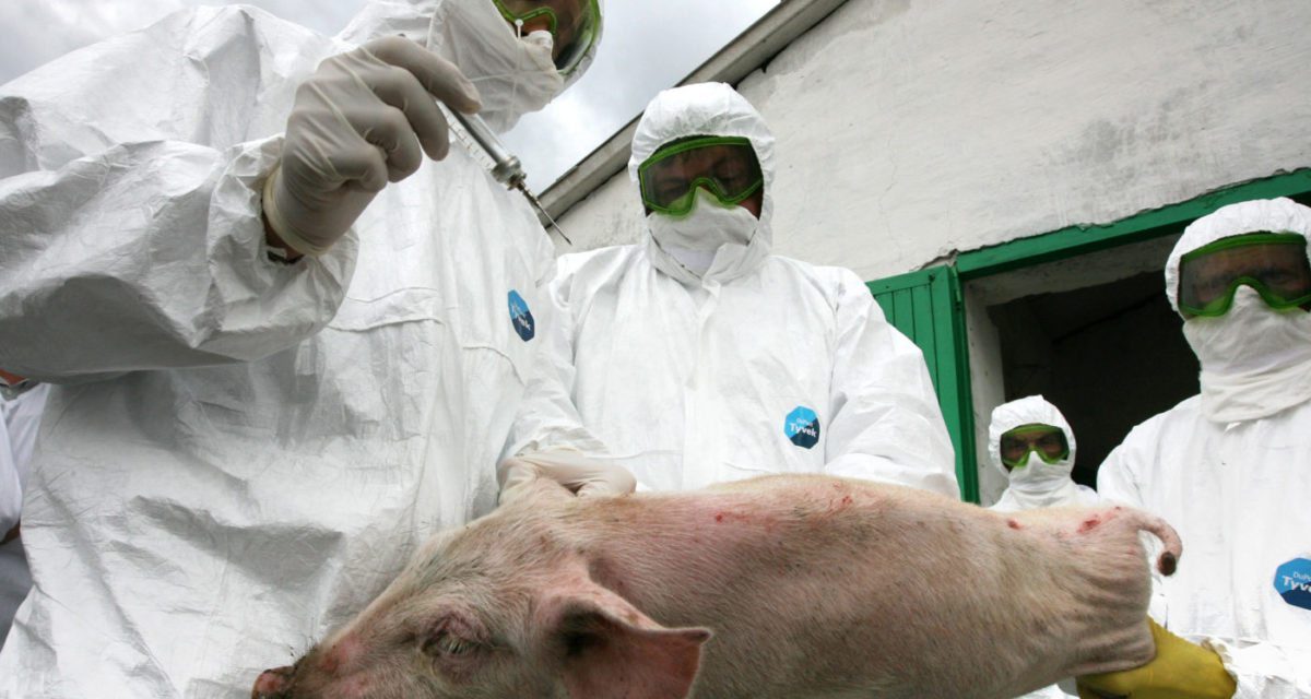 Újból megjelent a sertéspestis a romániai Bihar megyében