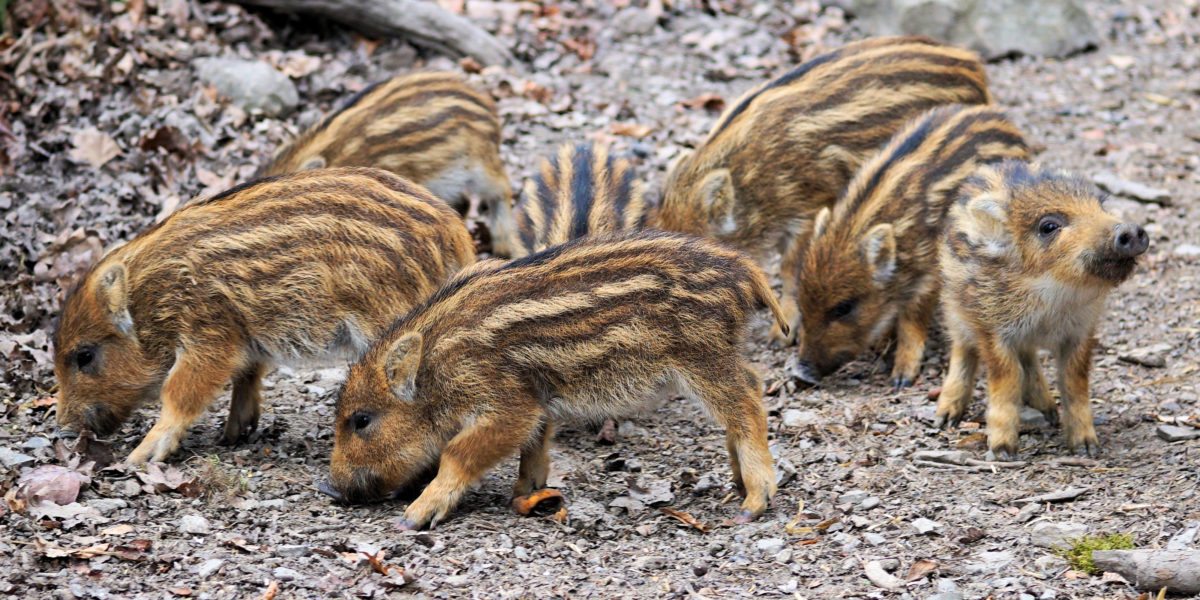 <span class="entry-title-primary">Újra közelben a sertéspestis</span> <span class="entry-subtitle">Most az ukrán határnál bukkant fel a kór</span>