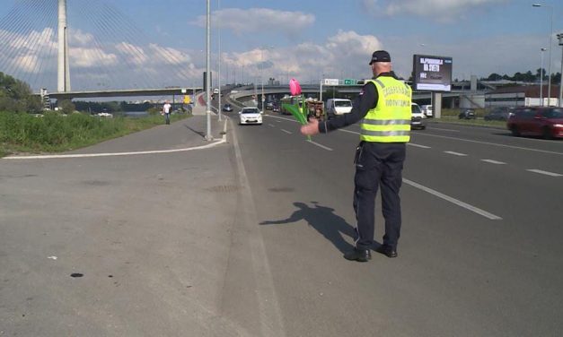 Nőnap Szerbiában: Tulipánokat osztogatnak majd a közlekedési rendőrök a nőknek