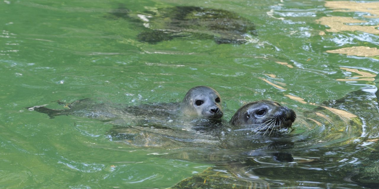 Két nőstény borjúfóka érkezett a Szegedi Vadasparkba