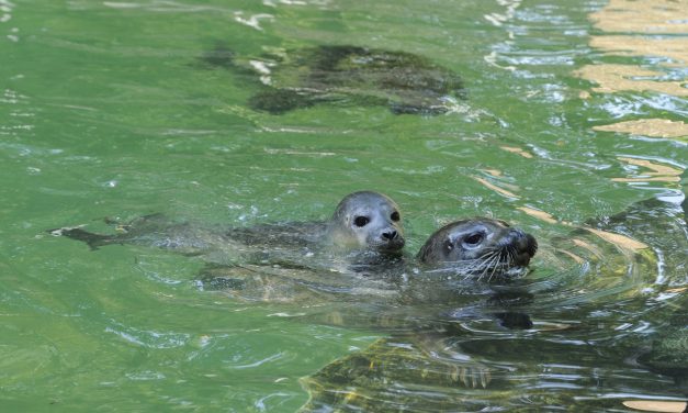 Két nőstény borjúfóka érkezett a Szegedi Vadasparkba