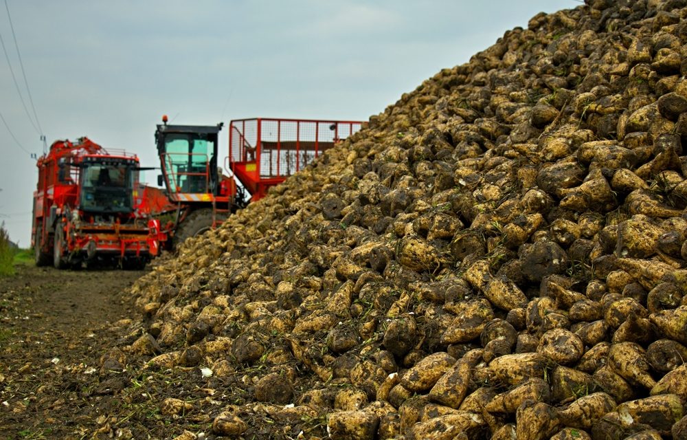 <span class="entry-title-primary">Bérbeadták a földjeiket és kimentek Németországba buszsofőrnek</span> <span class="entry-subtitle">Alig vastagabb a cukorrépa gyökere a sárgarépánál – A hozam a felére csökkent az aszály miatt</span>