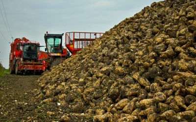 Bérbeadták a földjeiket és kimentek Németországba buszsofőrnek Alig vastagabb a cukorrépa gyökere a sárgarépánál – A hozam a felére csökkent az aszály miatt