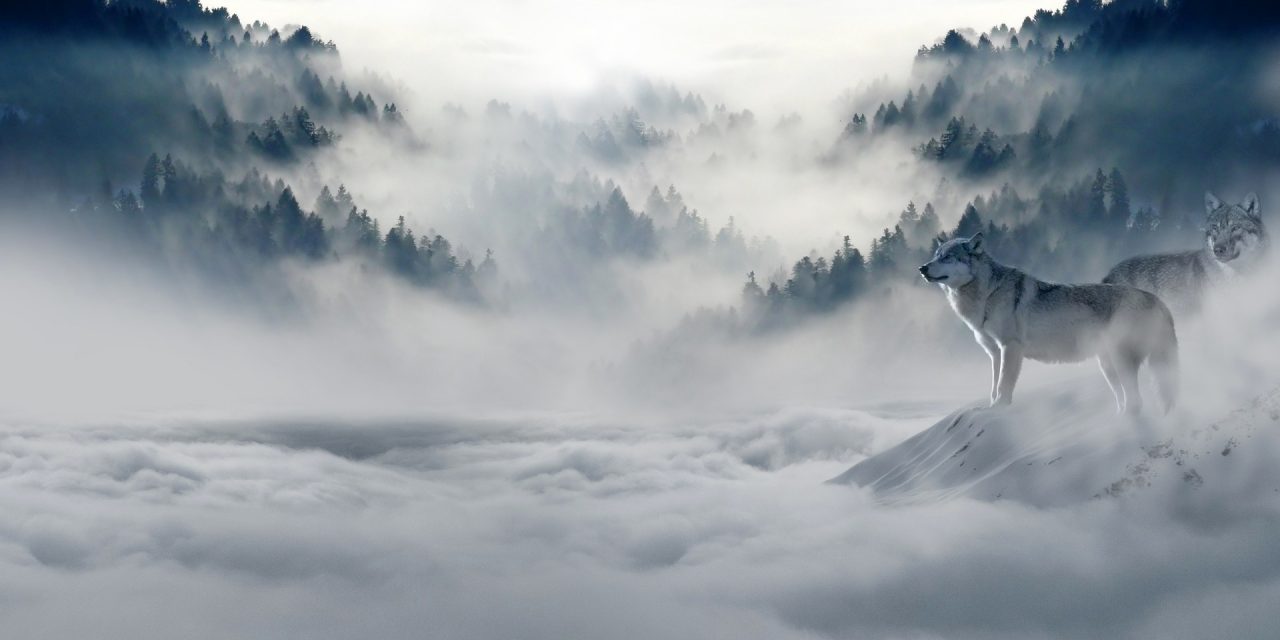 <span class="entry-title-primary">Erdők Nemzetközi Napja</span> <span class="entry-subtitle">A fák élete az emberiség élete is</span>