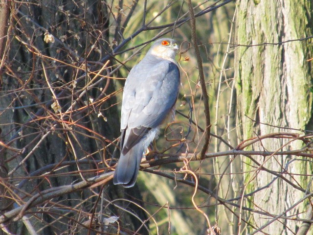 Védett madarakat és vadon élő állatokat mérgeztek meg Bánátban
